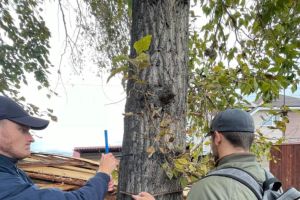Лесное дело - Байкальский государственный университет